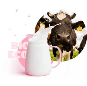 Milk and cow